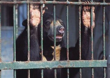 Bile Bear Farm Horrors: Mother Bear Kills Cub and Then Itself